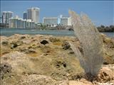 Condado Beach - SAN JUAN